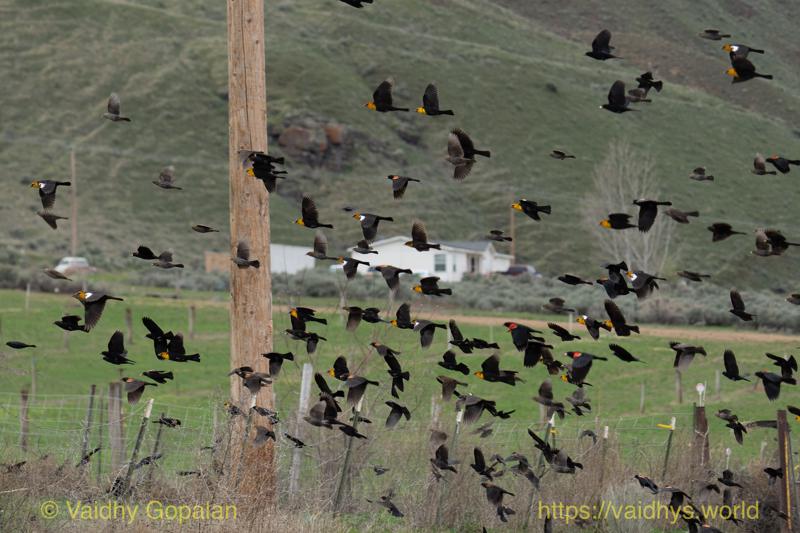 Red-winged Blackbird, Yellow-headed Blackbird