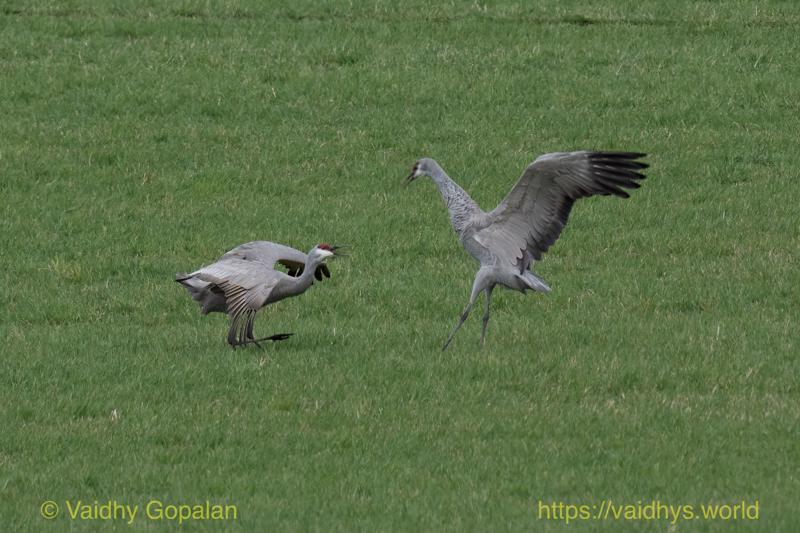 Sandhill Crane
