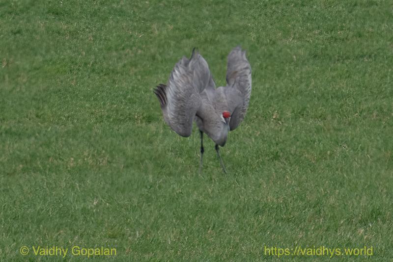 Sandhill Crane