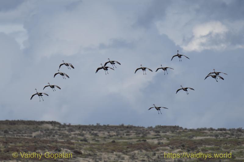 Sandhill Crane