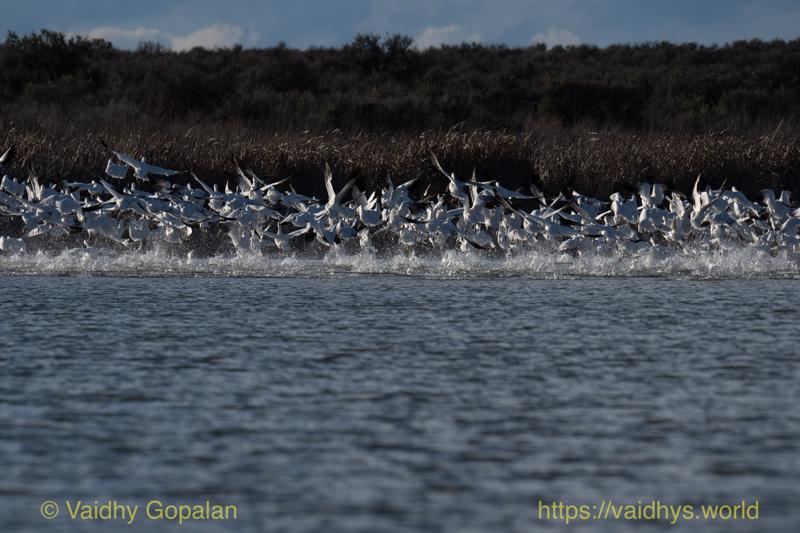Snow Geese