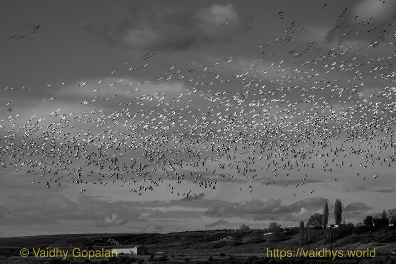 Snow Geese