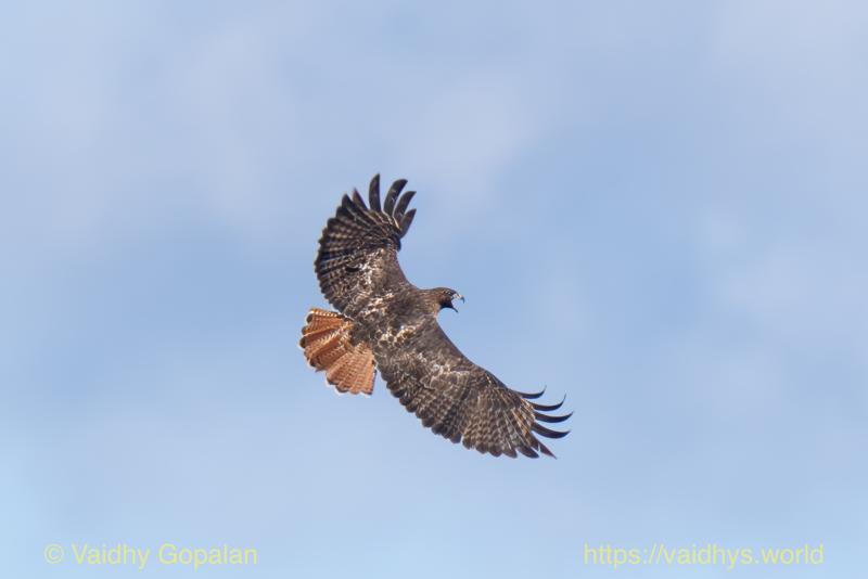 Red-tailed Kite