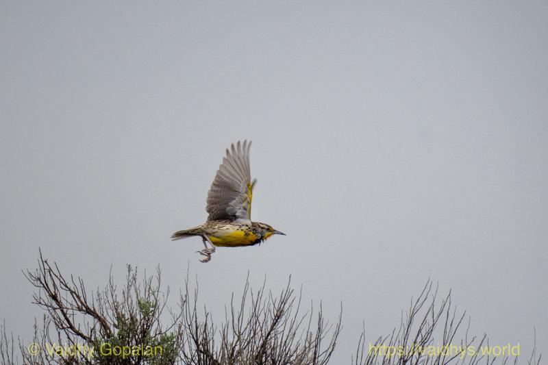 Western Meadowlark