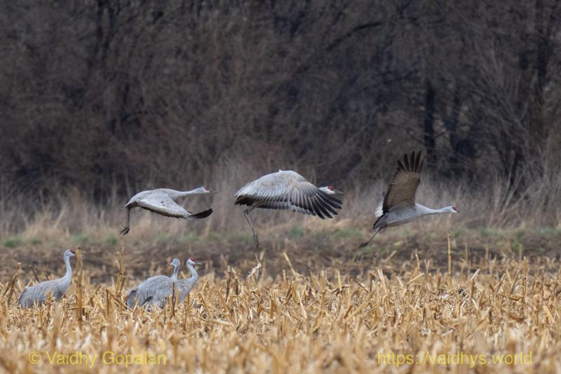 Sandhill Crane