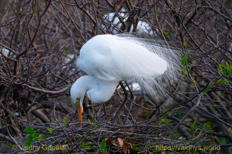 Great Egret