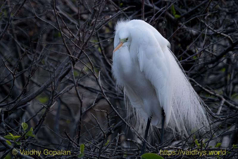 Great Egret