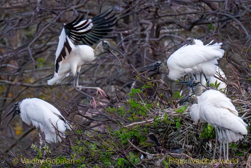 Wood Stork