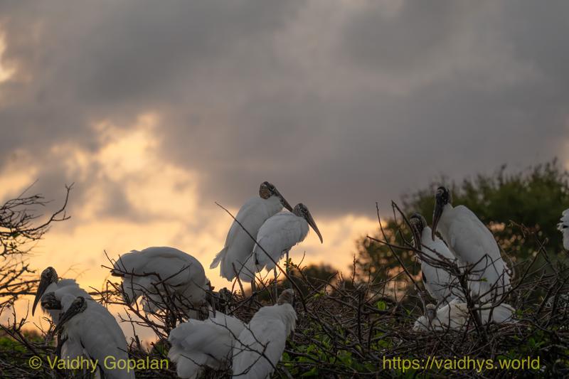 Wood Stork