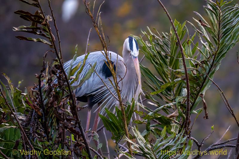 Great Blue Heron