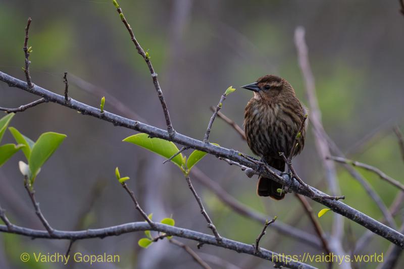 Red-winged Blackbird