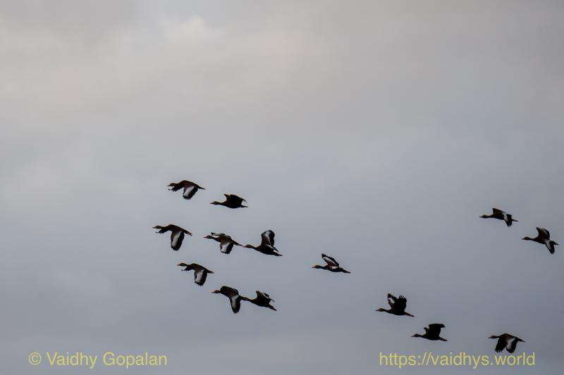 Black-bellied Whistling Duck