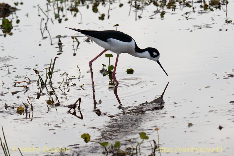Black-necked Stilt