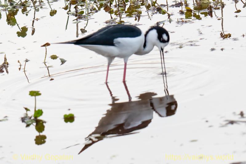 Black-necked Stilt