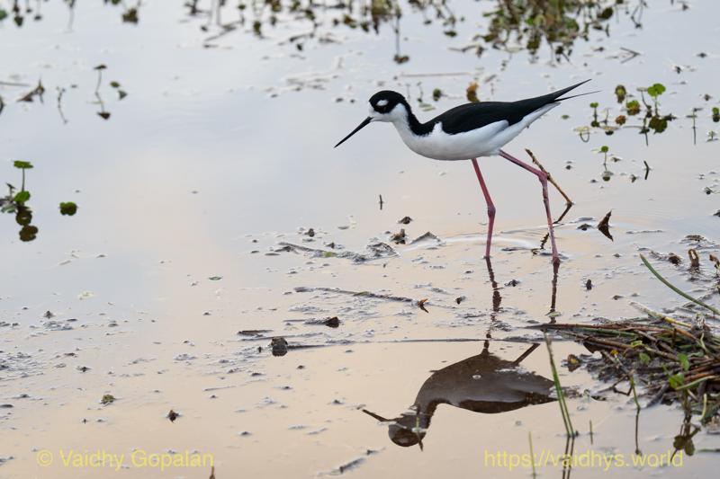 Black-necked Stilt