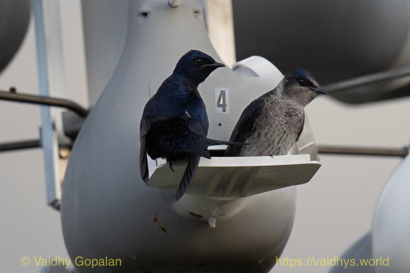 Purple Martin