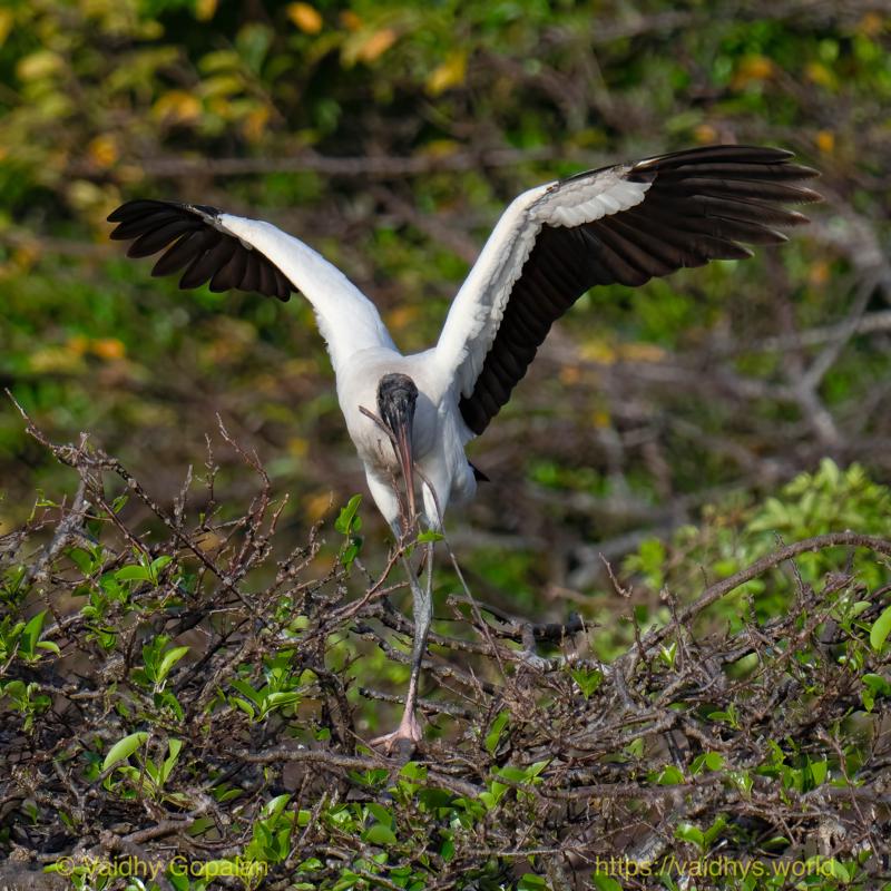 Wood Stork