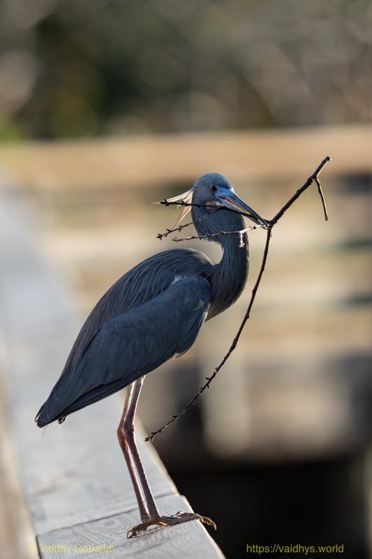 Tricolored Heron