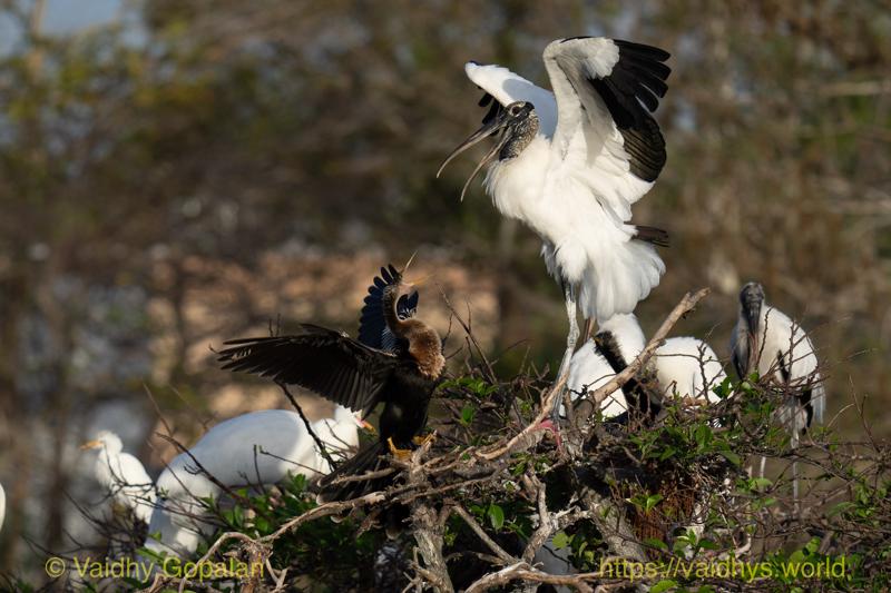 Anhinga, Wood Stork