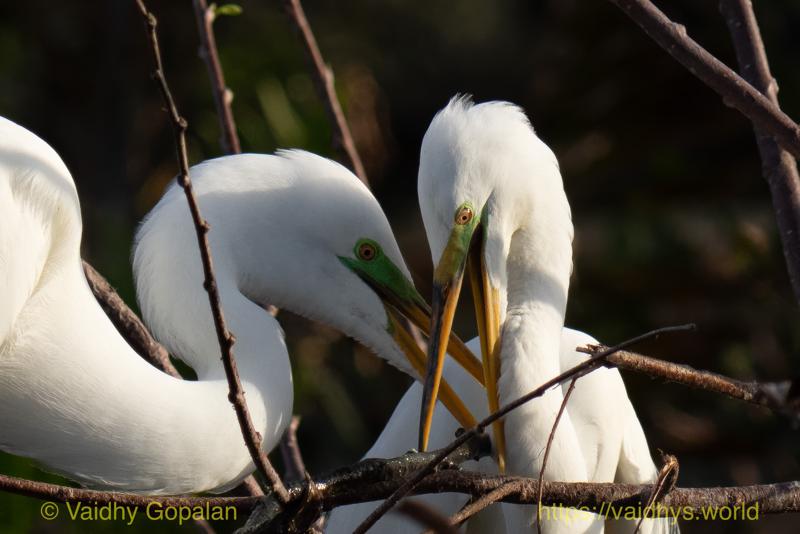 Great Egret