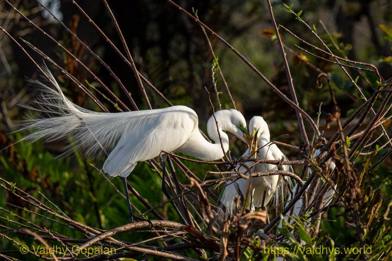 Great Egret