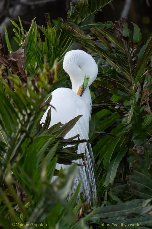 Great Egret