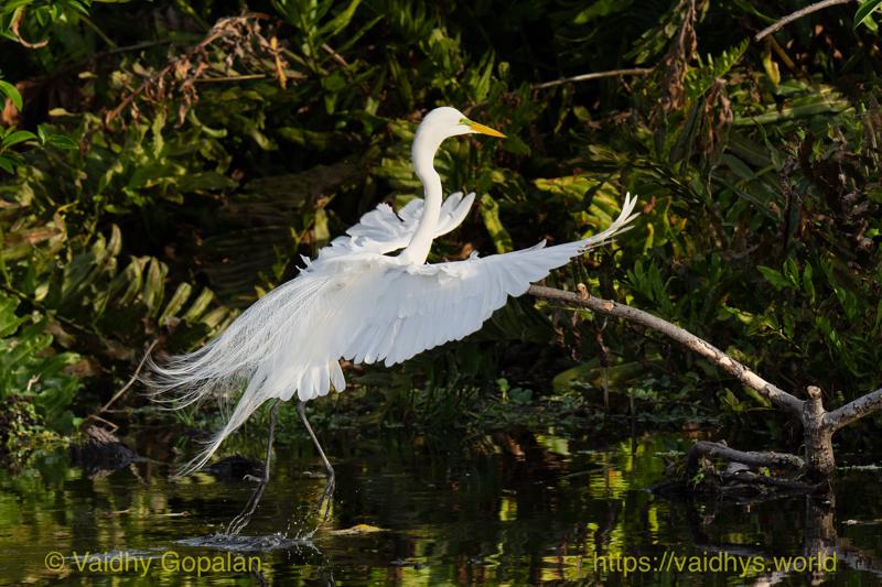 Great Egret