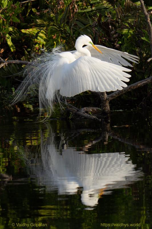 Great Egret