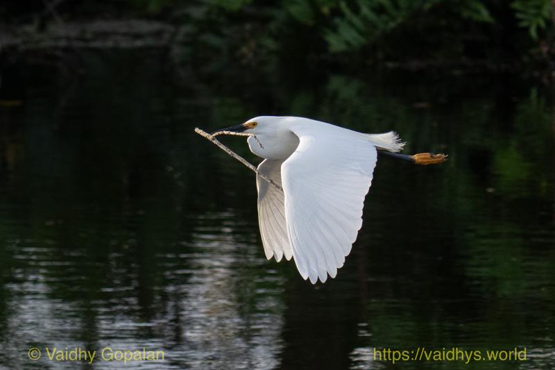 Snowy Egret