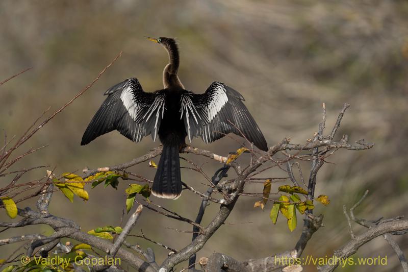 Anhinga