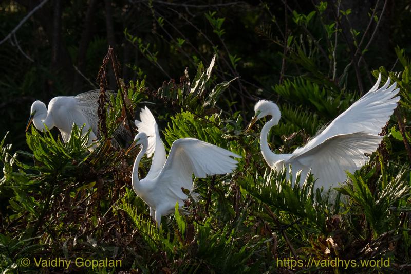 Great Egret