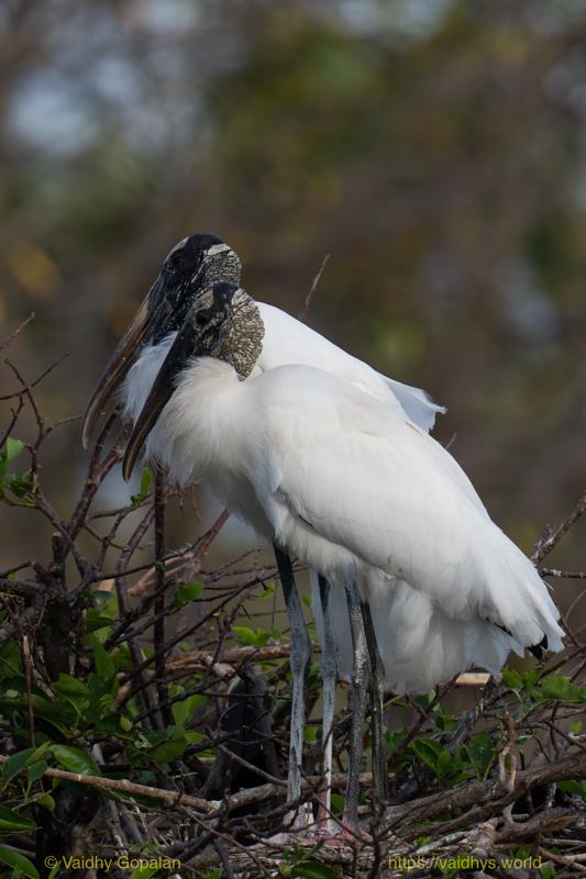 Wood Stork