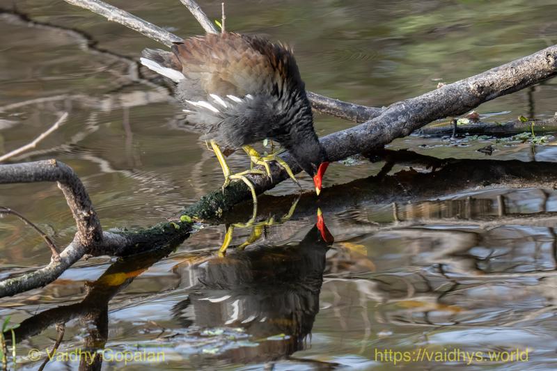 Common Gallinule