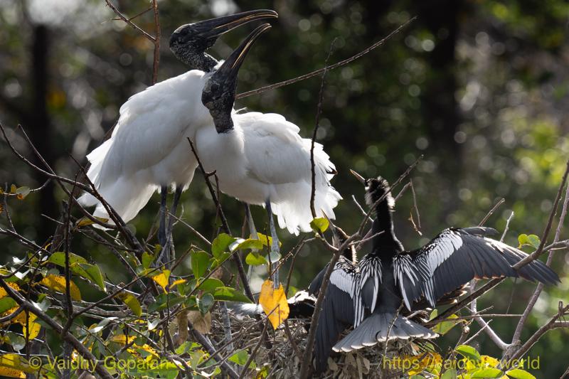 Anhinga, Wood Stork