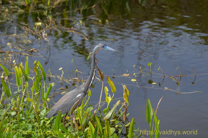 Tricolored Heron