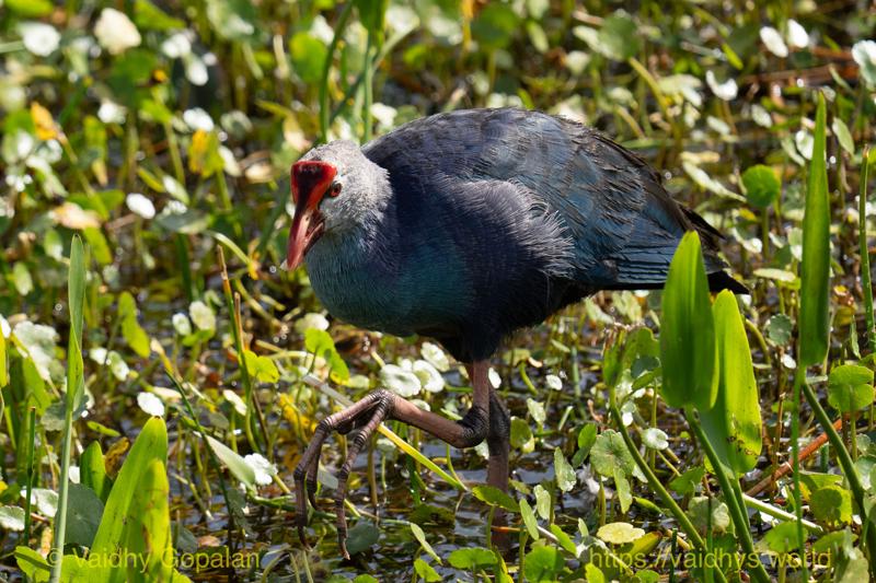 Gray-headed Swamphen