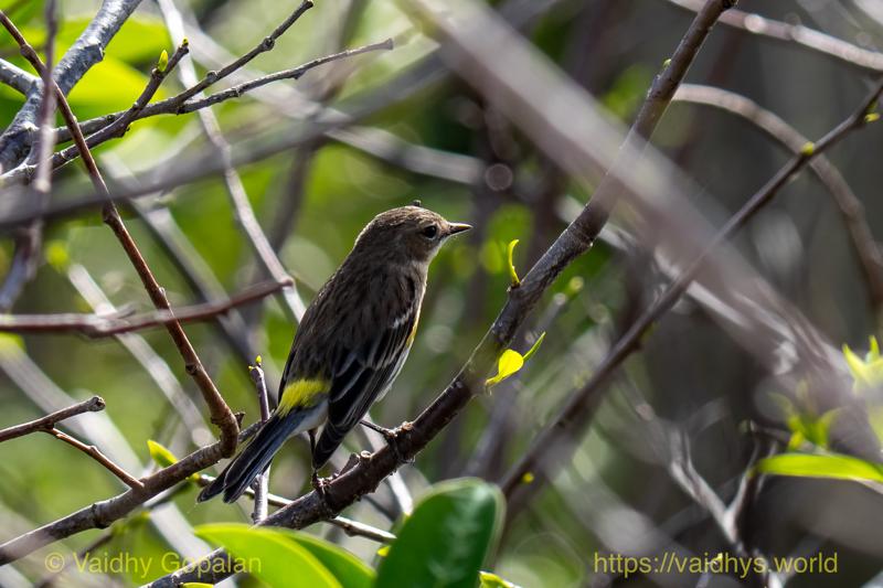 Yellow-rumped Warbler
