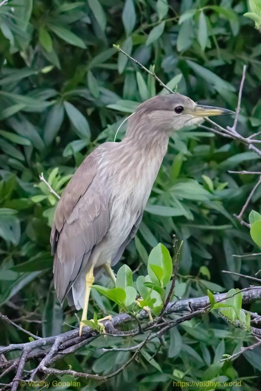 Black-crowned Night Heron