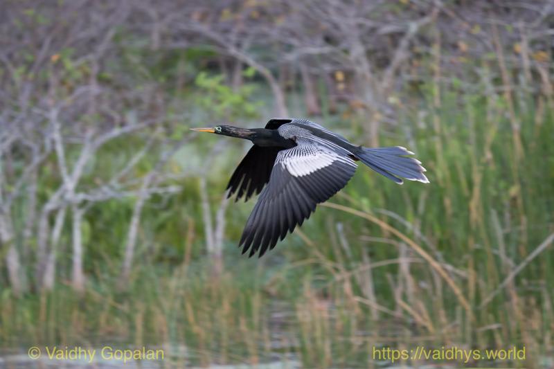 Anhinga