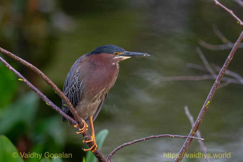 Green Heron