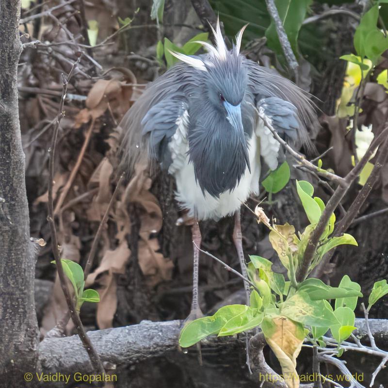 Tricolored Heron