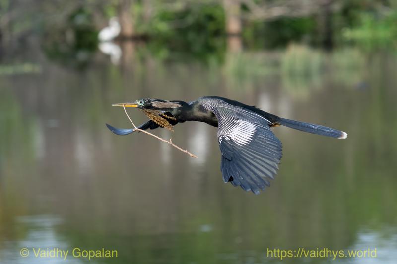Anhinga