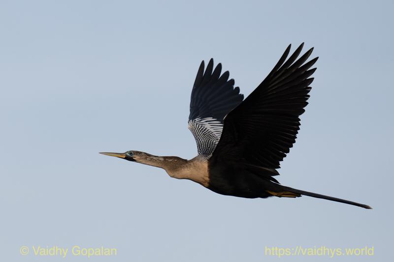 Anhinga