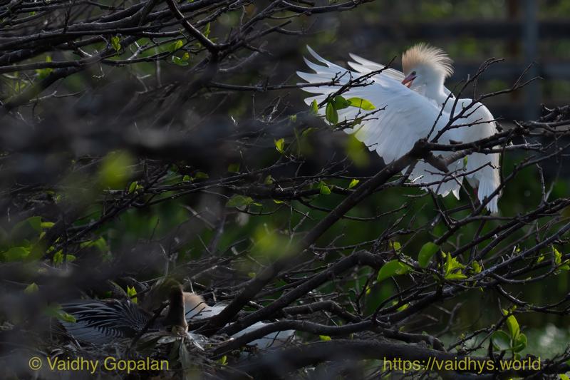 Cattle Egret