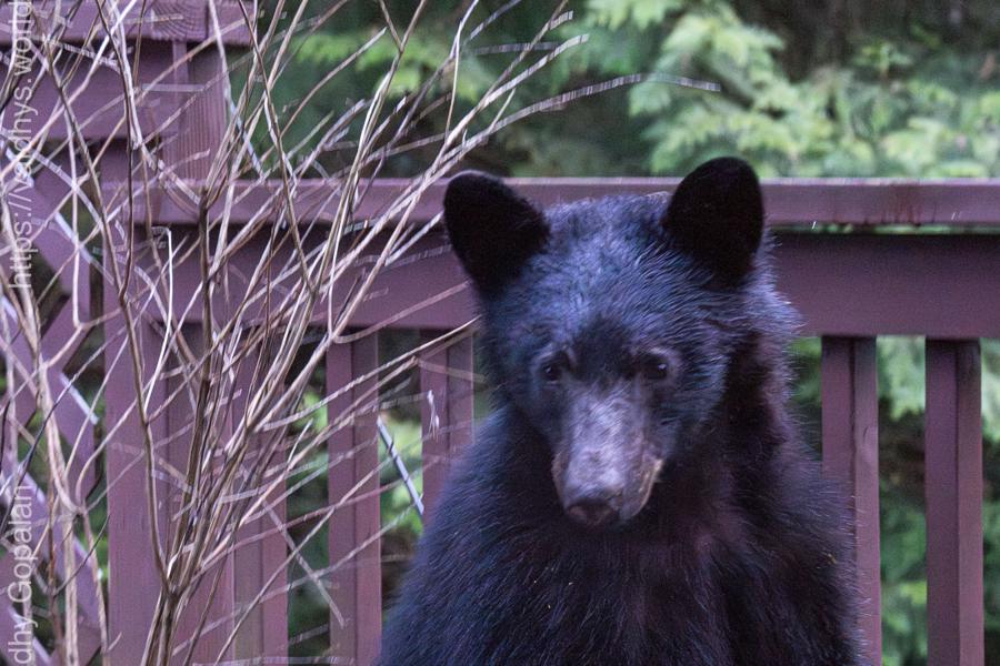 Black Bear