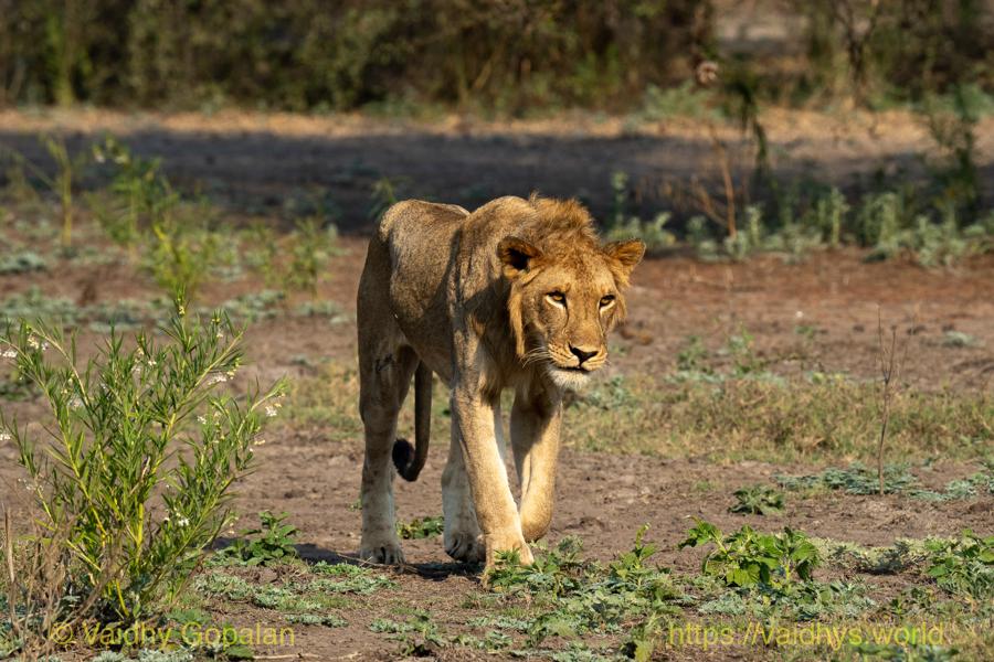 Parque Nacional da Gorongosa