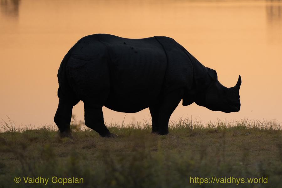 Kaziranga National Park