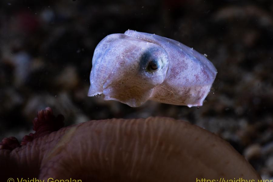 Lembeh