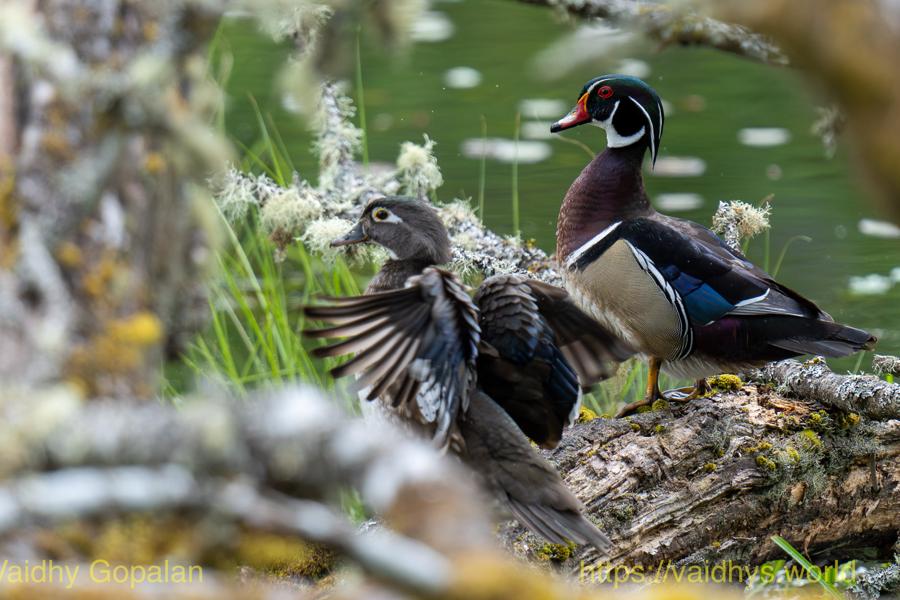 Nisqually Wildlife Reserve