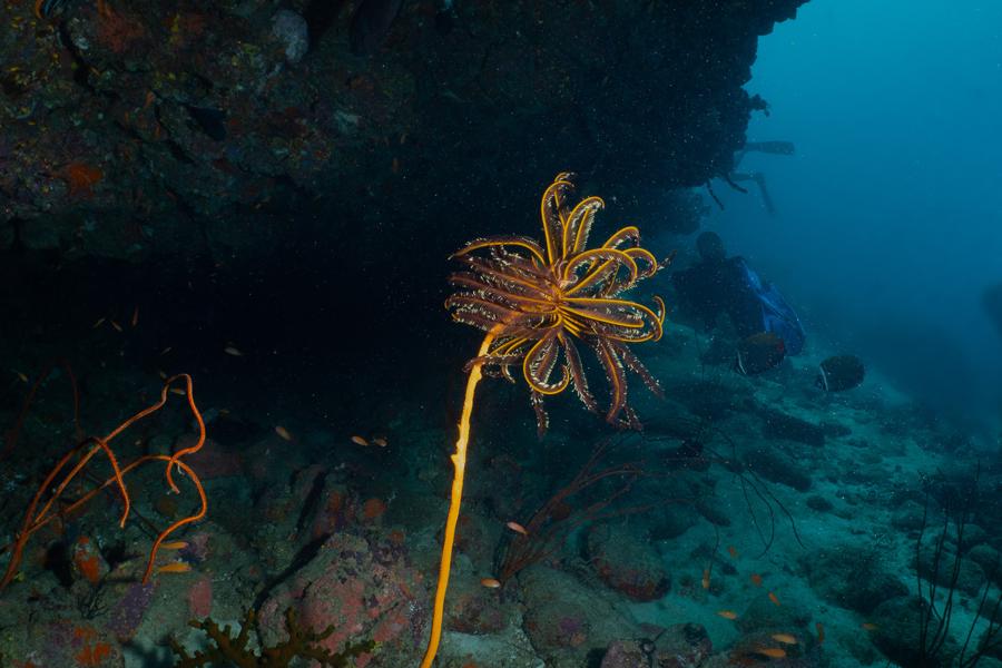 Pulau Weh